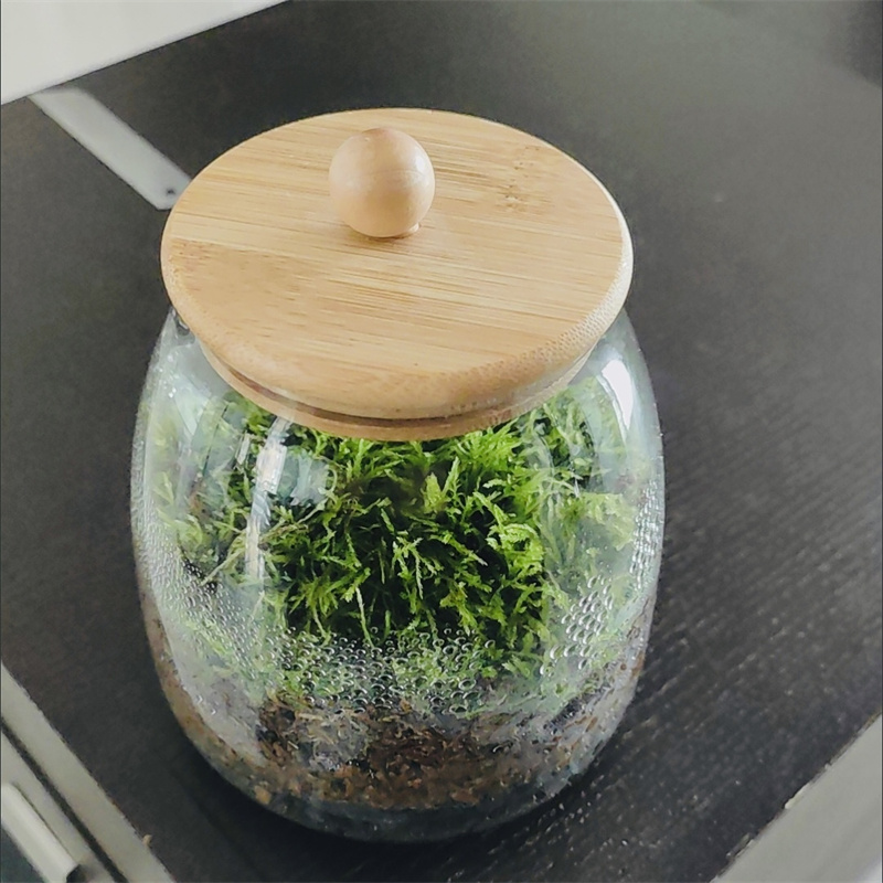 Botol Kaca Lumut Lanskap Mikro - Terrarium Glass Bottle ulasan dan harga